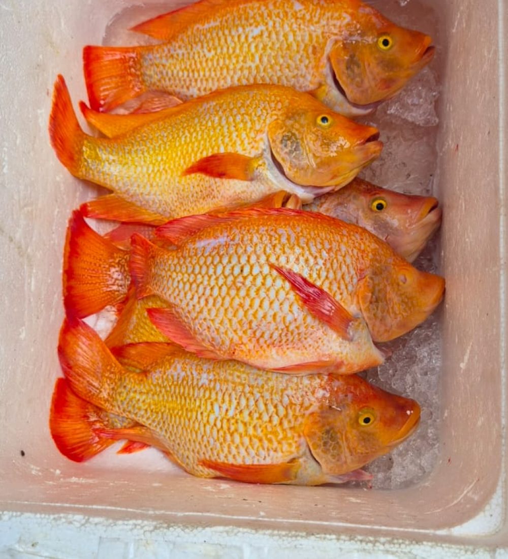 WhatsApp Image 2025-10-23 at 9.49.04 AM